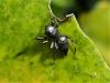 Heliophanus sp.